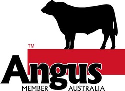 Angus council