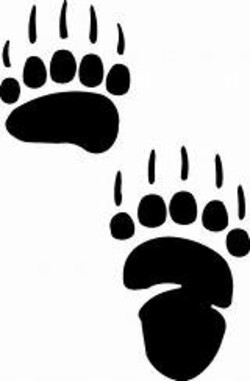 Bear footprint