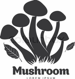 Best mushroom