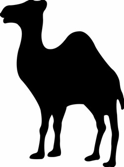 Black camel