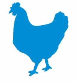 Blue chicken