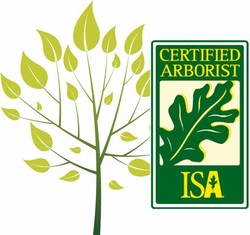 Certified arborist