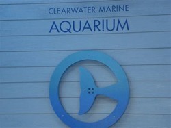 Clearwater aquarium
