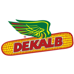 Dekalb seed corn