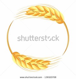 Ear of wheat