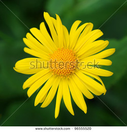 Green and yellow flower