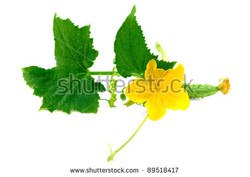 Green and yellow flower