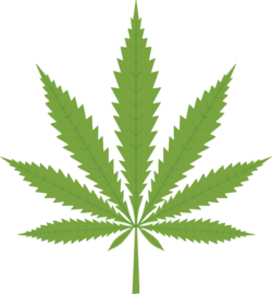 Marijuana plant