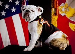 Marine corps bulldog