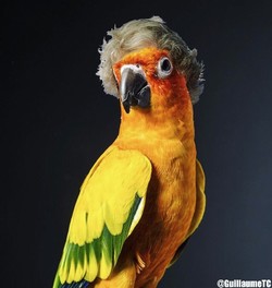 Maverick the parrot