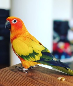 Maverick the parrot
