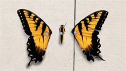 Paramore butterfly