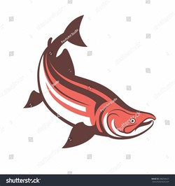 Salmon fish