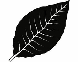 Tobacco leaf