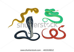 Venom snake