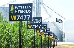 Wyffels hybrids