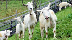 Yard goats