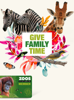 Zoos victoria